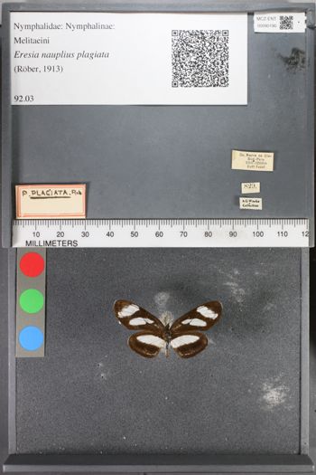 Media type: image;   Entomology 90190